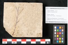 Foto (Objekt + Etikett) von Callitris brongniartii Endl. (NHMW-GEO-2024-0188-8068)